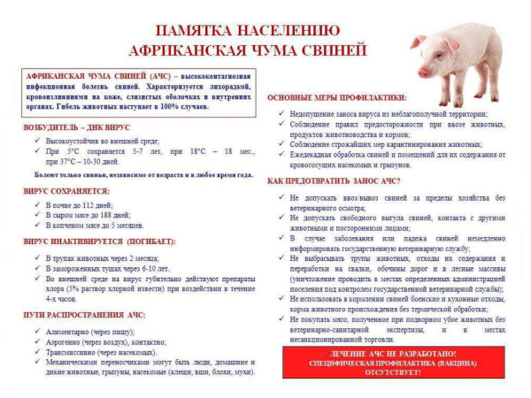 Африканская чума свиней! Предупрежден, значит вооружен!