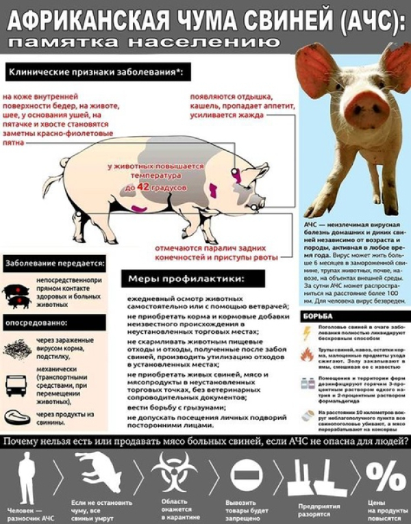Африканская чума свиней! Будьте бдительны!