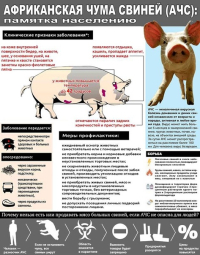 Африканская чума свиней! Будьте бдительны!