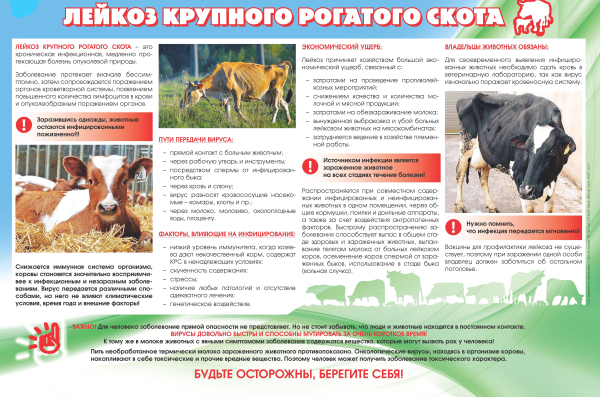 Памятка по профилактике лейкоза