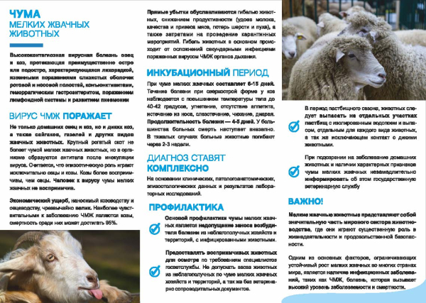 Осторожно ЧУМА!!!