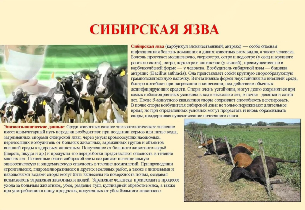 Осторожно, сибирская язва!
