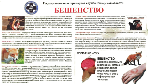 Памятка по профилактике бешенства