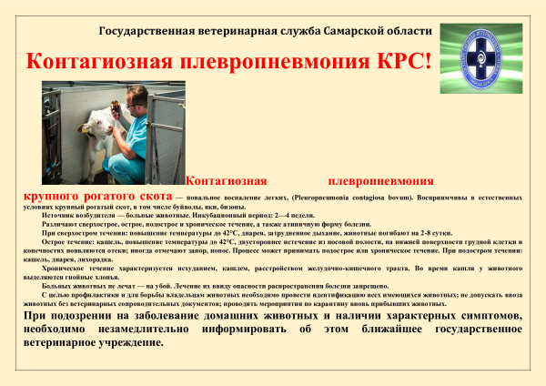 Контагиозная плевропневмония КРС! Будьте бдительны!