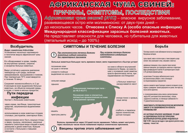 Ветеринарные правила содержания свиней