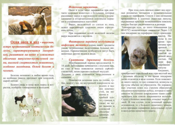 Осторожно, оспа овец и коз!