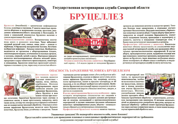 Памятка по профилактике бруцеллеза