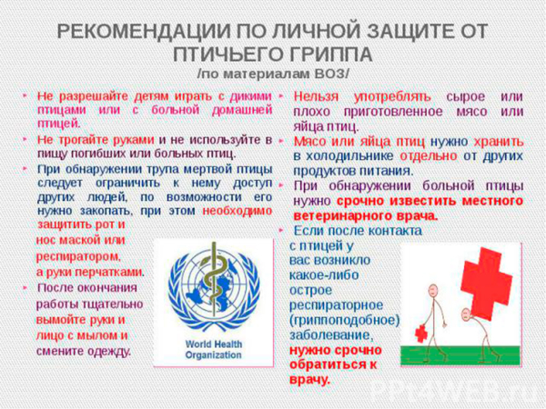 Осторожно, птичий грипп!