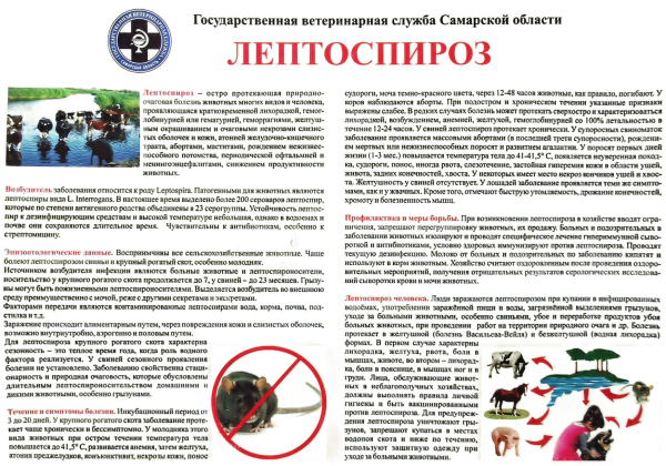 Памятка по профилактике лептоспироза