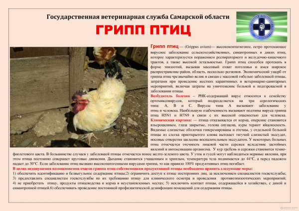 Памятка по профилактике гриппа птиц