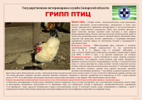 Памятка по профилактике гриппа птиц
