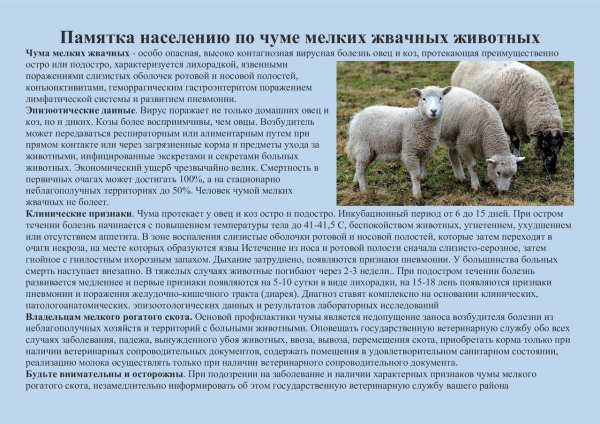 Чума мелких жвачных животных! Будьте бдительны!