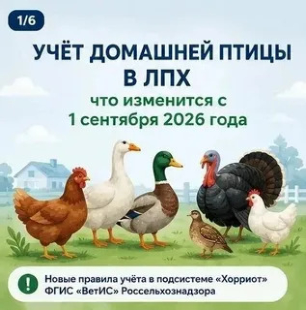 Порядок и правила учета домашней птицы! И не только